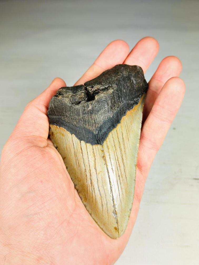 Megalodon Tooth "The Marked" (VS) - 12,2 cm