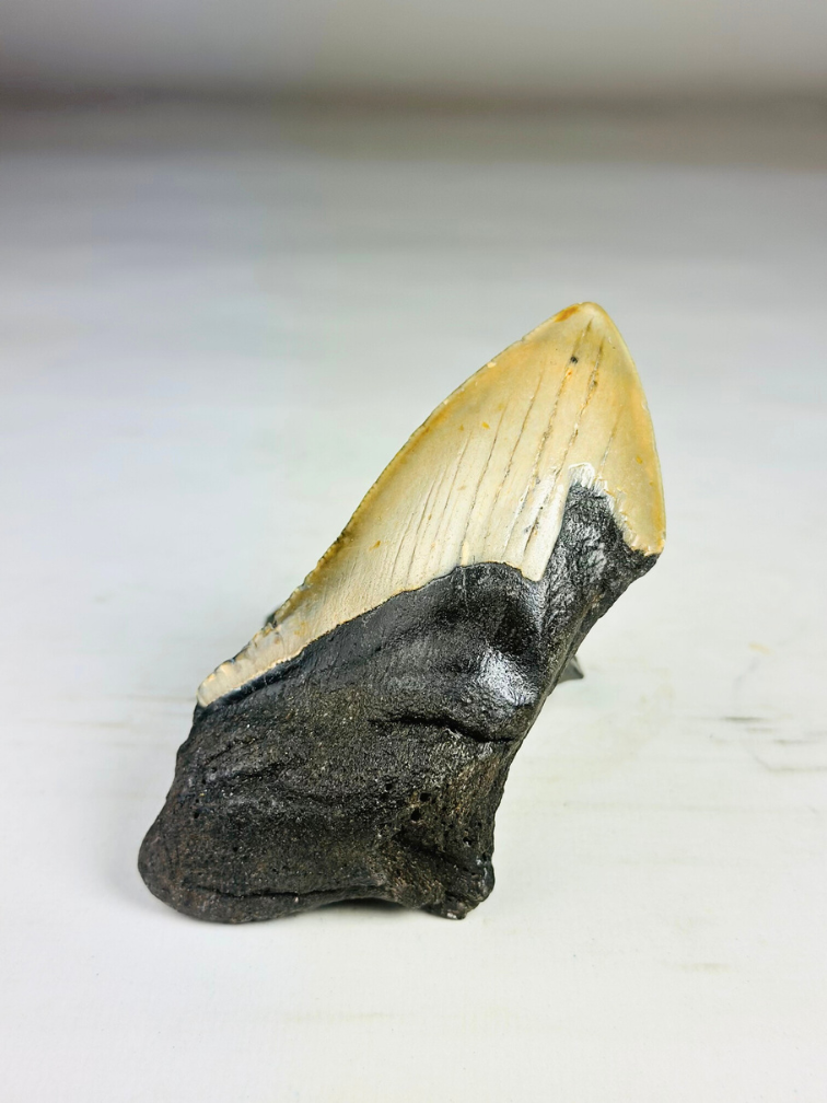 Dente di megalodonte ''Dragon Fang'' (VS) - 11 cm