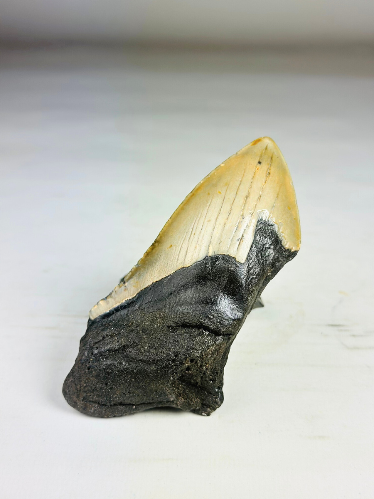 Megalodon tooth ''Dragon Fang'' (VS) - 11 cm