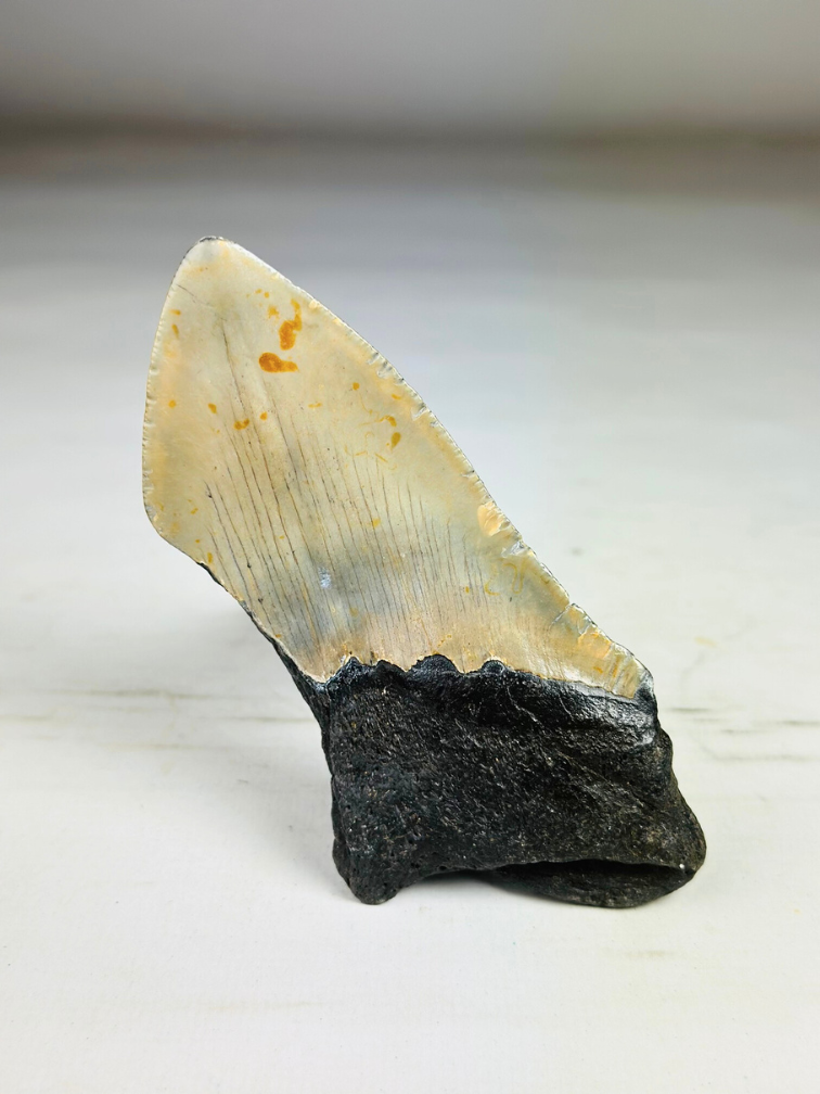 Dente di megalodonte ''Dragon Fang'' (VS) - 11 cm