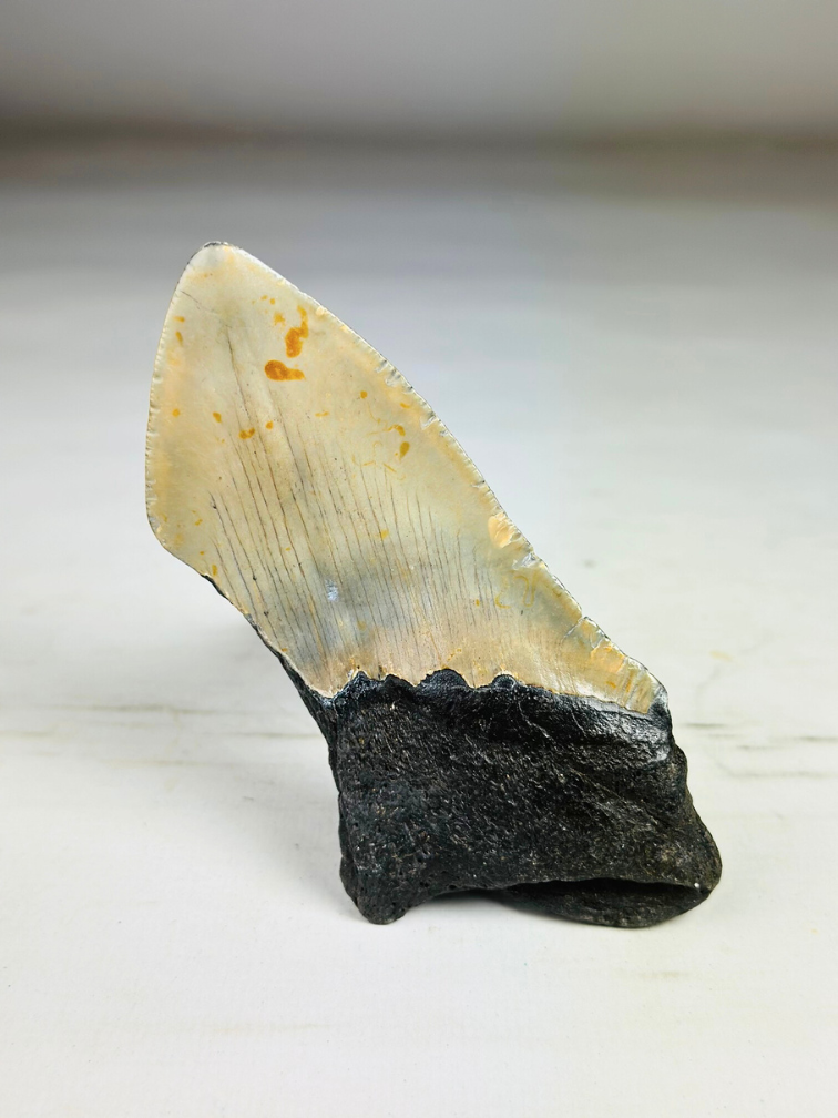 Megalodon tooth ''Dragon Fang'' (VS) - 11 cm