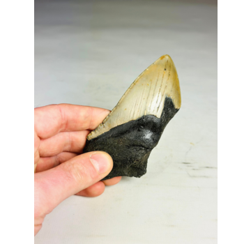 Dente di megalodonte ''Dragon Fang'' (VS) - 11 cm