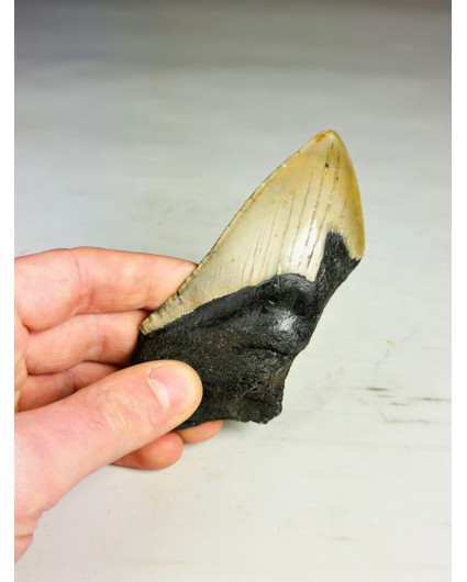 Dente di megalodonte ''Dragon Fang'' (VS) - 11 cm