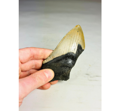 Megalodon tooth ''Dragon Fang'' (VS) - 11 cm