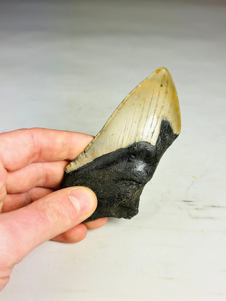 Dente di megalodonte ''Dragon Fang'' (VS) - 11 cm