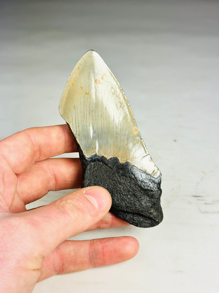 Dente di megalodonte ''Dragon Fang'' (VS) - 11 cm