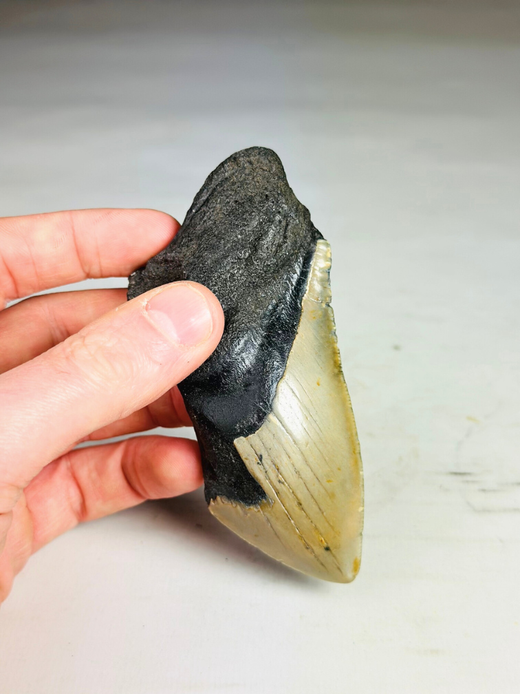 Megalodon tooth ''Dragon Fang'' (VS) - 11 cm