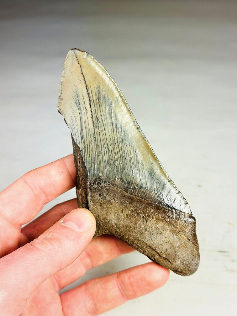 Megalodon tooth ''Time Reverse'' (US) - 13.1 cm