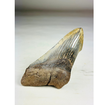 Megalodon-Zahn ''Time Reverse'' (US) - 13,1 cm