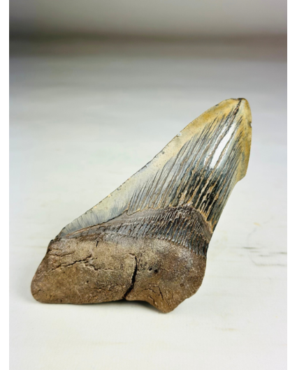 Dente di megalodonte ''Time Reverse'' (USA) - 13,1 cm