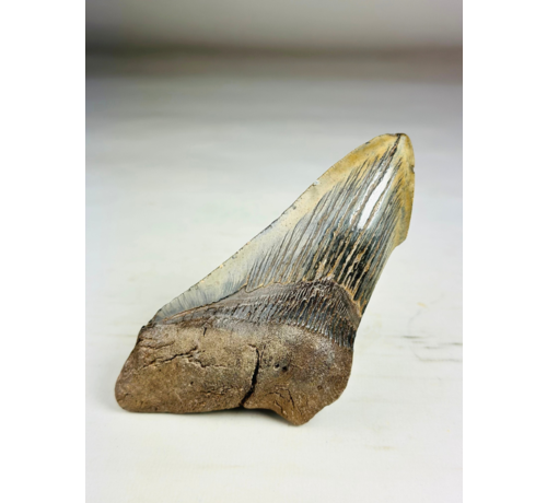 Megalodon tand ''Time Reverse'' (VS) - 13,1  cm