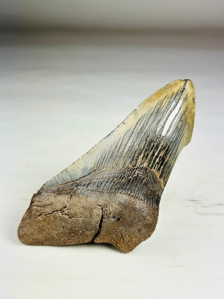 Dente di megalodonte ''Time Reverse'' (USA) - 13,1 cm