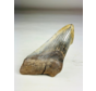 Dente di megalodonte ''Time Reverse'' (USA) - 13,1 cm