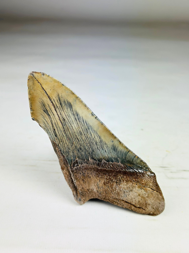 Dente di megalodonte ''Time Reverse'' (USA) - 13,1 cm