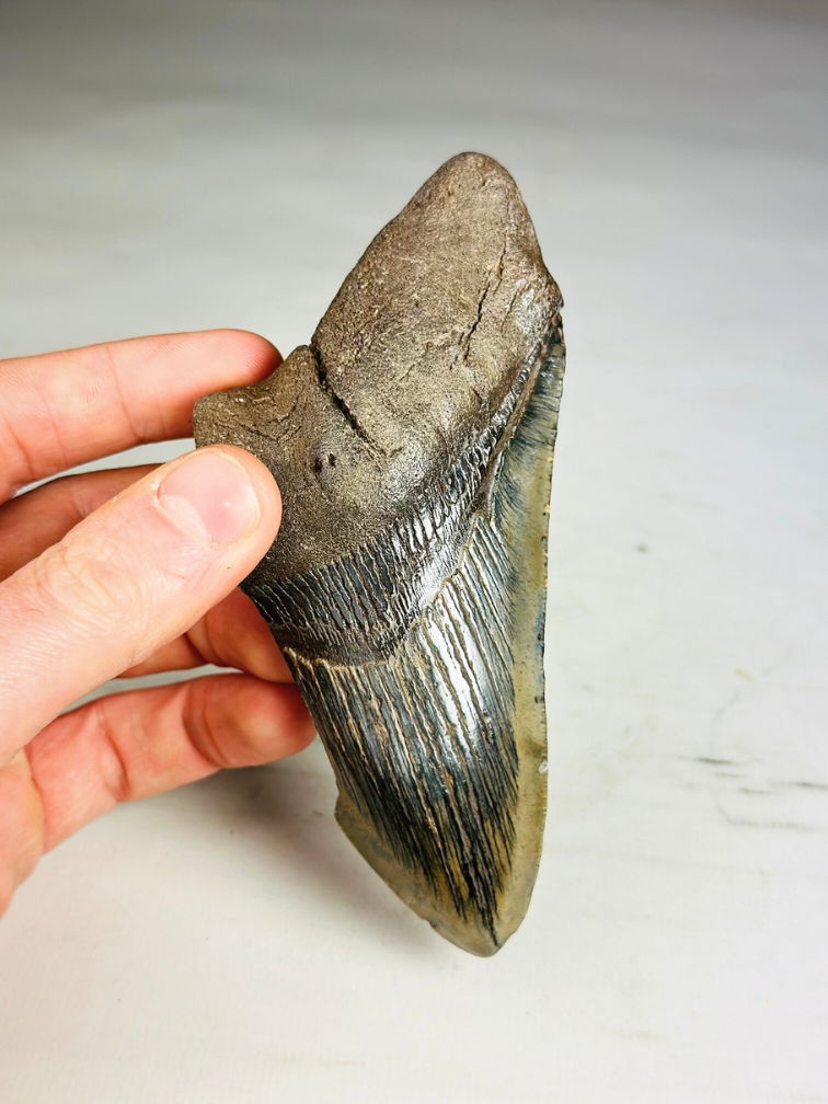 Dente di megalodonte ''Time Reverse'' (USA) - 13,1 cm