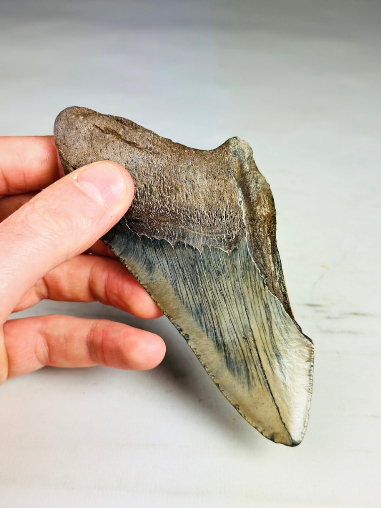 Megalodon tooth ''Time Reverse'' (US) - 13.1 cm