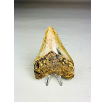 Dente di Megalodon " Tool of the Ancient" (USA) - 8,6 cm