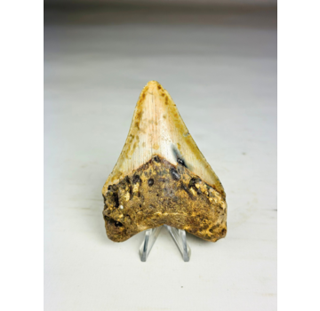 Diente de Megalodon " Tool of the Ancient " (US) - 8.6 cm