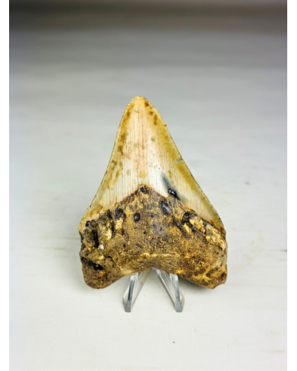 Dent de mégalodon " Tool of the Ancient " (US) - 8,6 cm