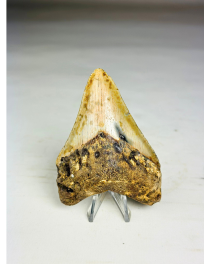 Dente di Megalodon " Tool of the Ancient" (USA) - 8,6 cm