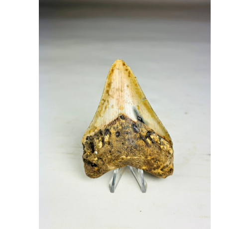 Dente di Megalodon " Tool of the Ancient" (USA) - 8,6 cm