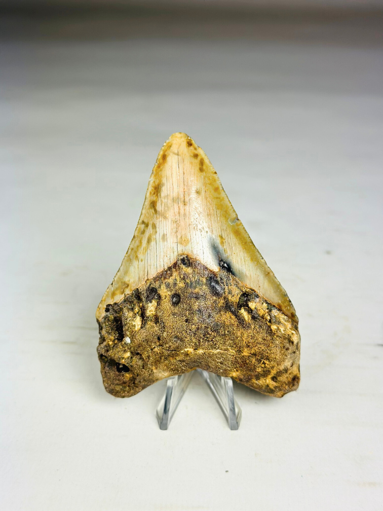 Dente di Megalodon " Tool of the Ancient" (USA) - 8,6 cm