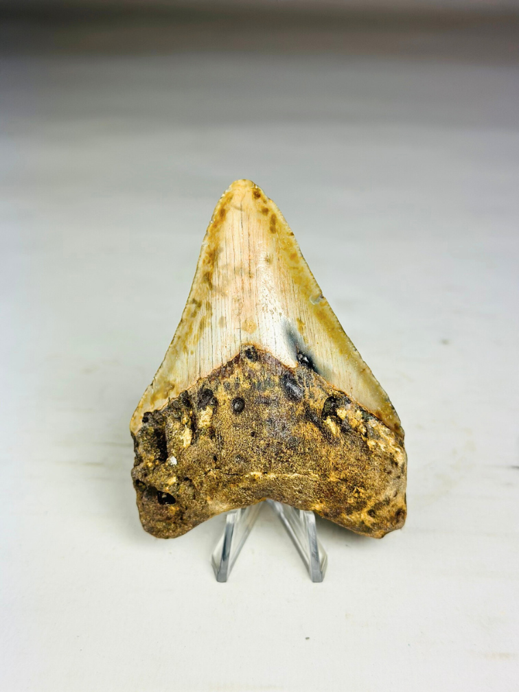 Megalodon Tooth "Tool of the Ancient" (US) - 8.6 cm