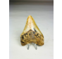 Diente de Megalodon " Tool of the Ancient " (US) - 8.6 cm