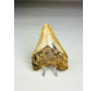 Megalodon-Zahn " Tool of the Ancient" (US) - 8,6 cm