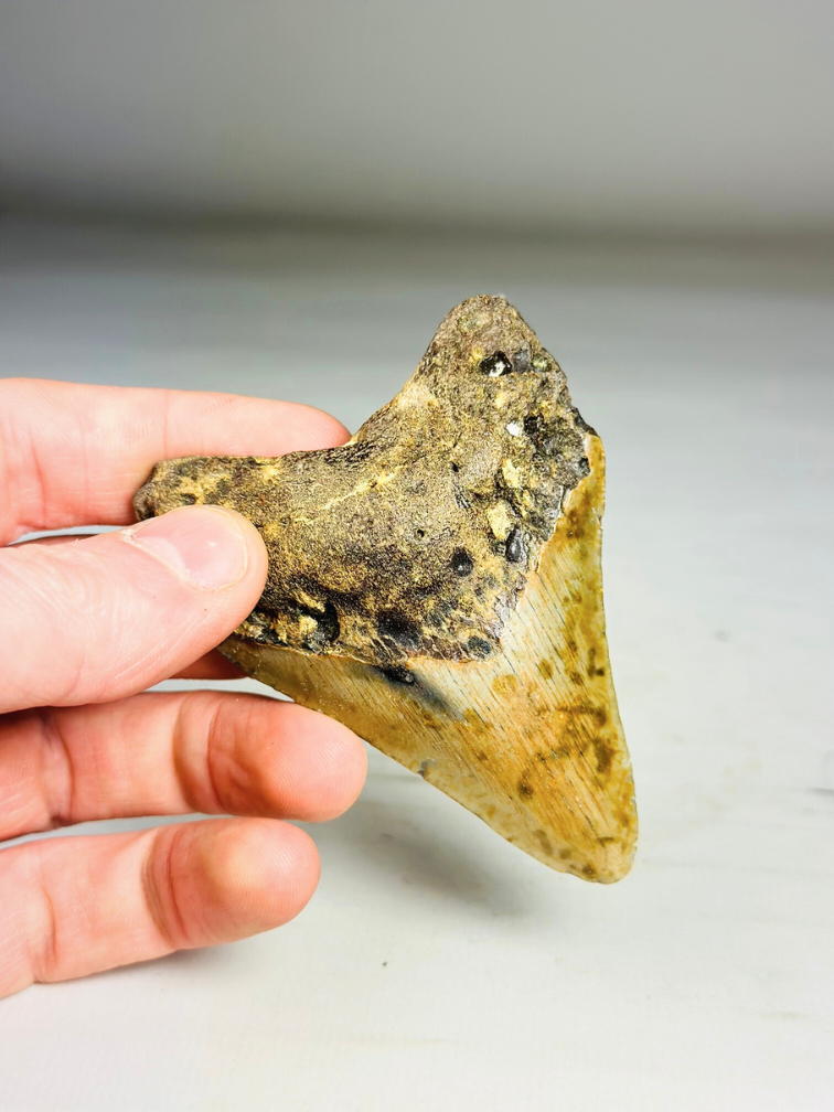 Dente di Megalodon " Tool of the Ancient" (USA) - 8,6 cm