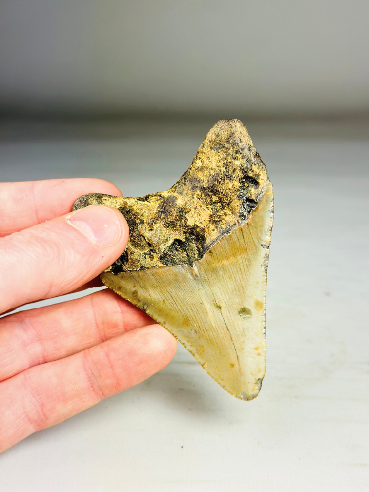 Megalodon Tooth "Tool of the Ancient" (US) - 8.6 cm