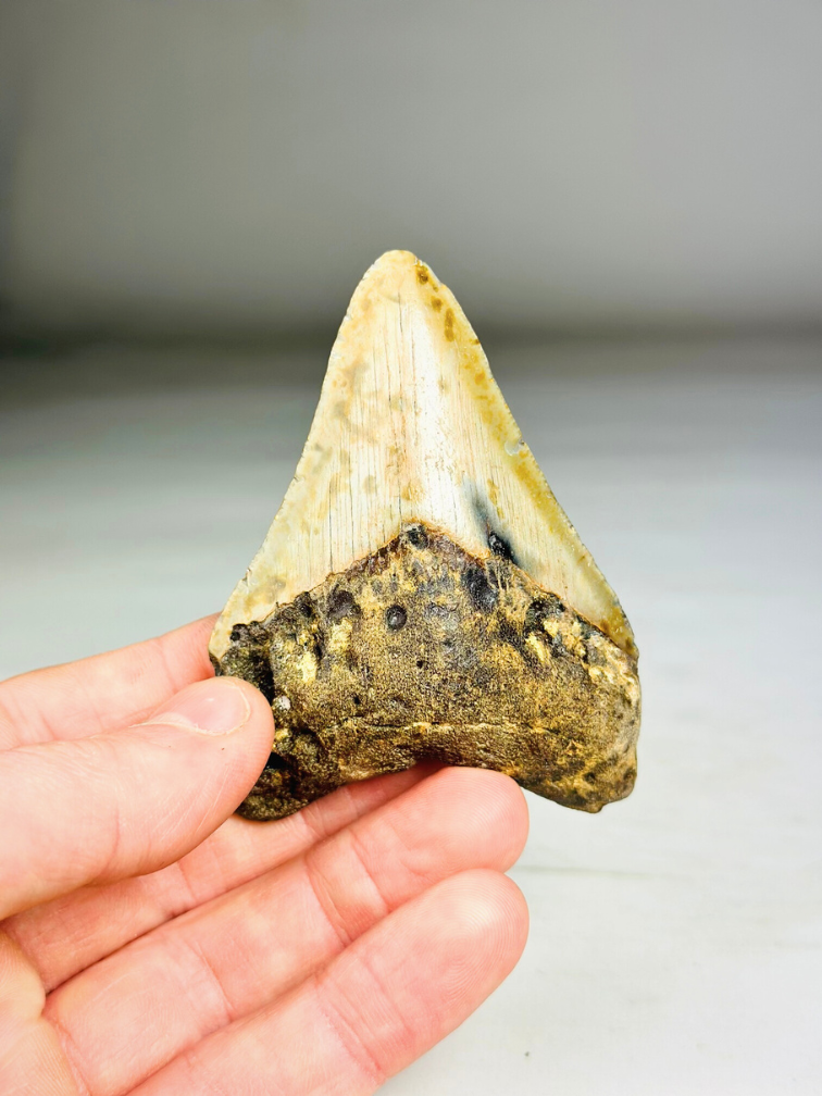 Diente de Megalodon " Tool of the Ancient " (US) - 8.6 cm