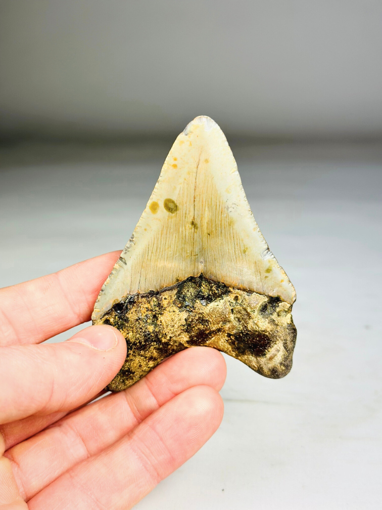 Dente di Megalodon " Tool of the Ancient" (USA) - 8,6 cm