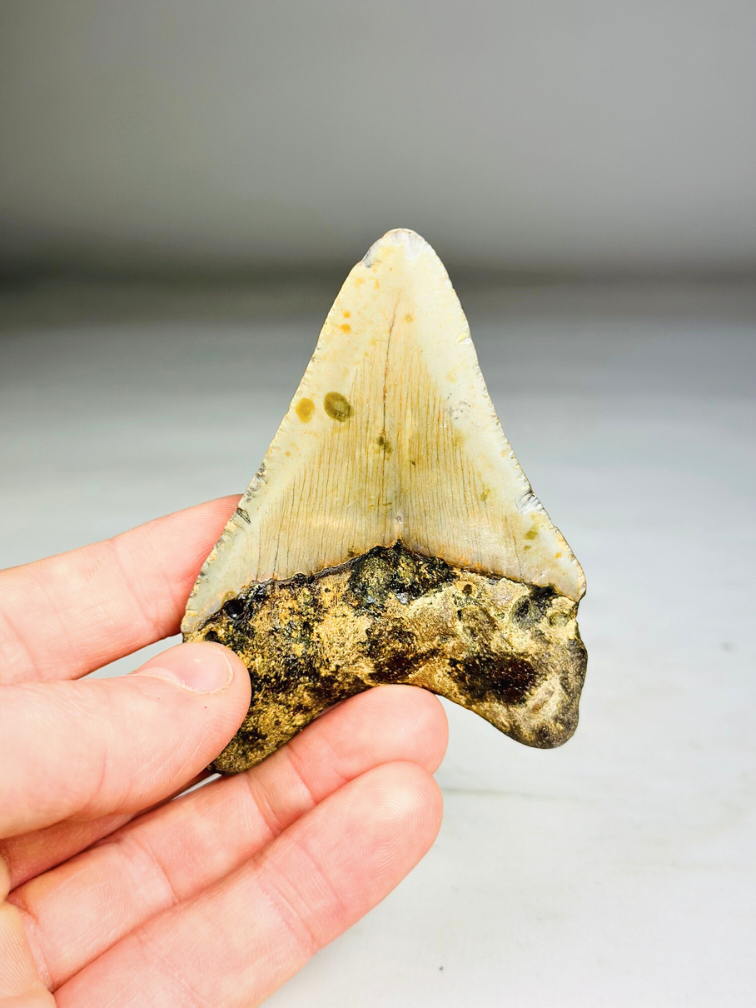 Megalodon Tooth "Tool of the Ancient" (US) - 8.6 cm