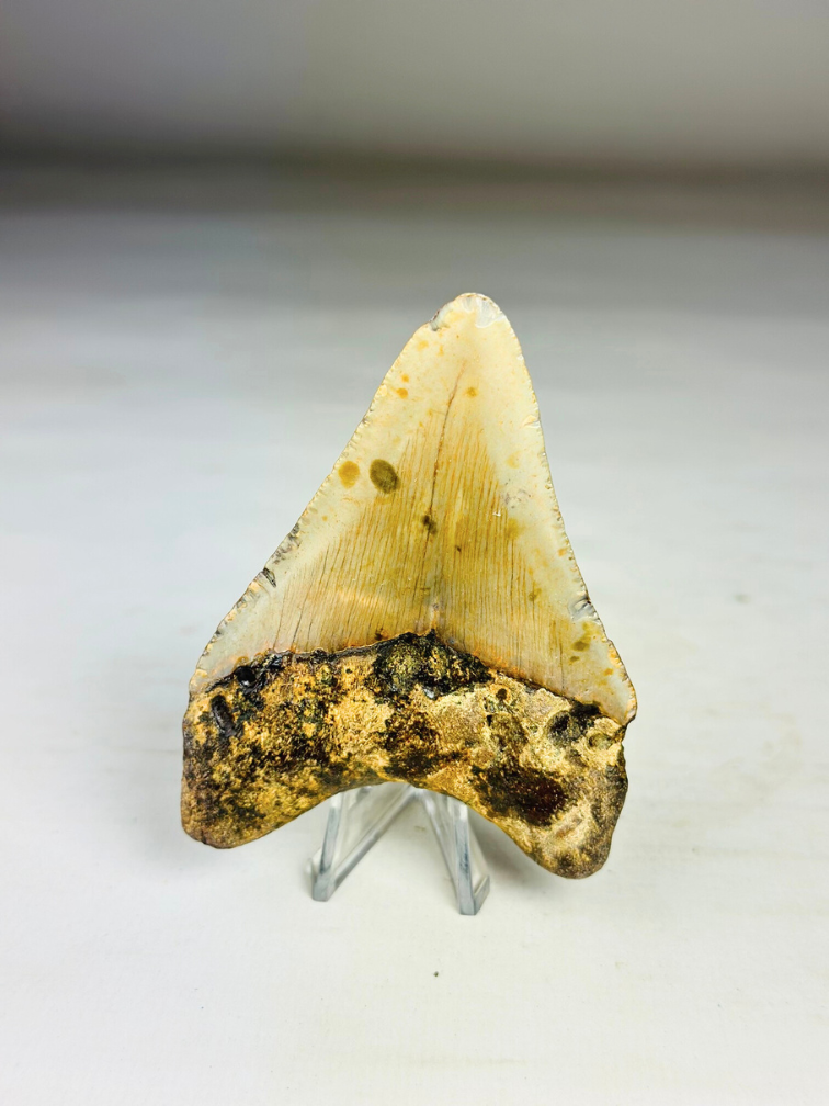 Megalodon Tooth "Tool of the Ancient" (US) - 8.6 cm