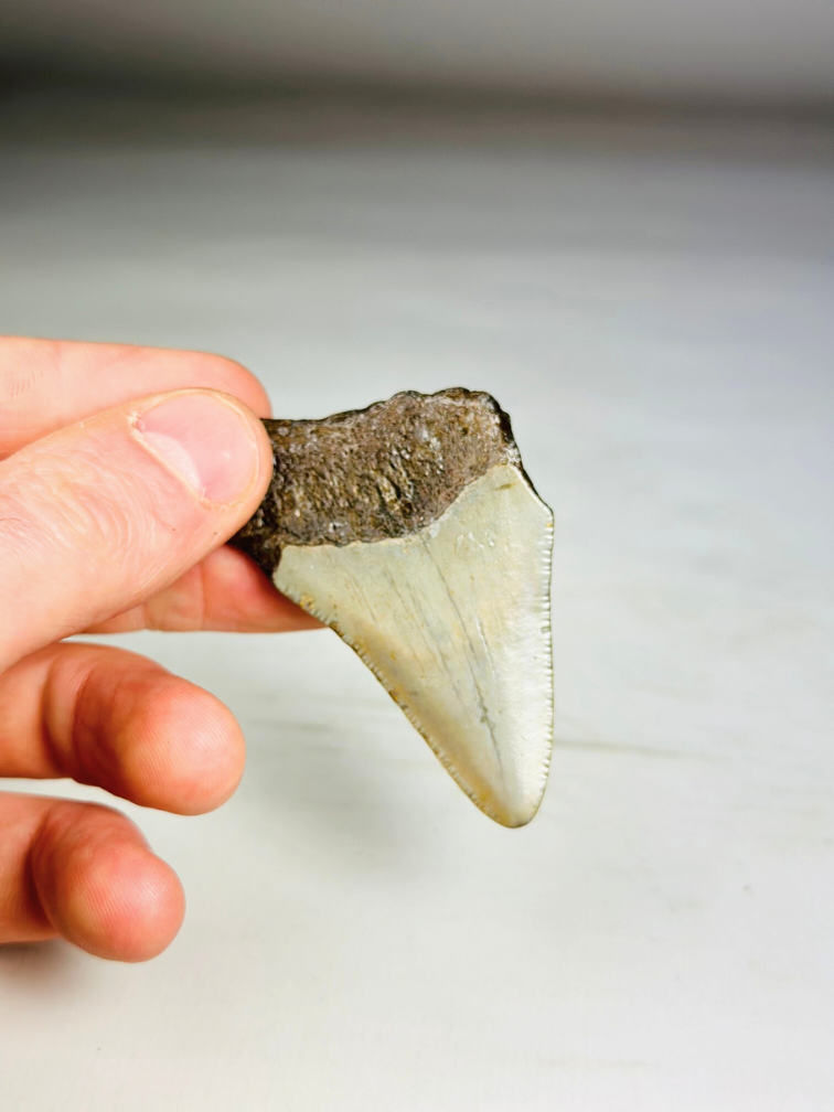 Dente di Megalodon ''Broken Shield'' (USA) - 6,5  cm