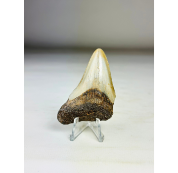 Megalodon tooth ''Broken Shield'' (US) - 6,5  cm