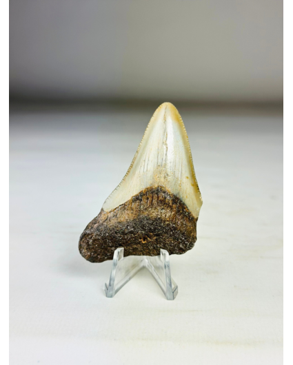 Dente di Megalodon ''Broken Shield'' (USA) - 6,5  cm