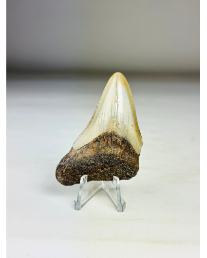 Megalodon-Zahn ''Broken Shield'' (US) - 6,5  cm