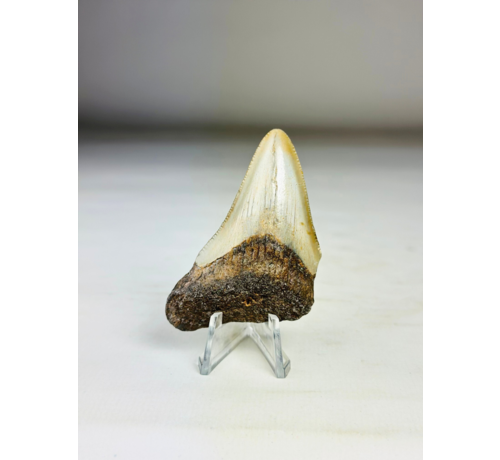 Dente di Megalodon ''Broken Shield'' (USA) - 6,5  cm