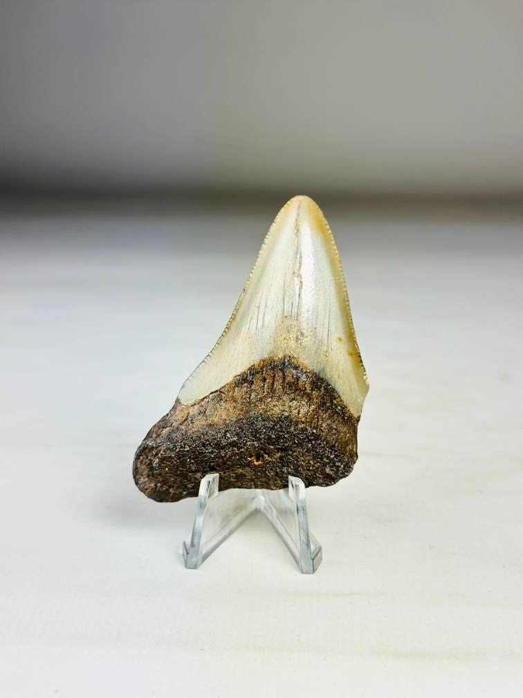 Dente di Megalodon ''Broken Shield'' (USA) - 6,5  cm