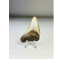Megalodon tand ''Broken Shield'' (VS) - 6,5  cm