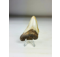 Megalodon-Zahn ''Broken Shield'' (US) - 6,5  cm