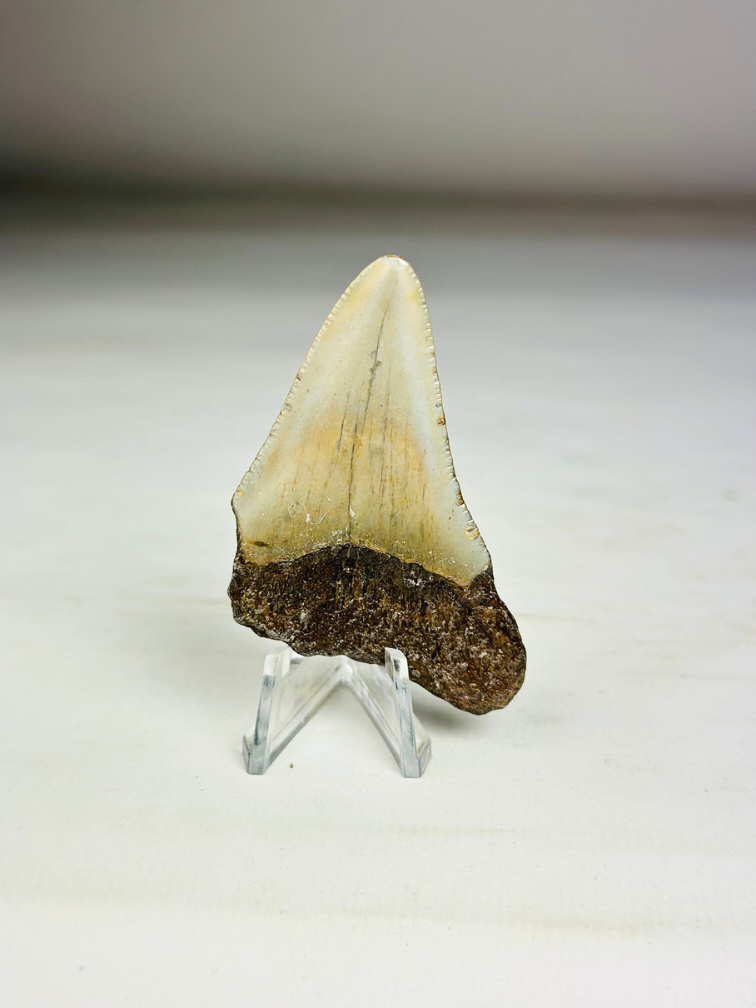 Dente di Megalodon ''Broken Shield'' (USA) - 6,5  cm