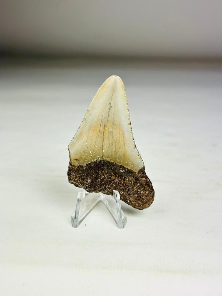 Megalodon tand ''Broken Shield'' (VS) - 6,5  cm