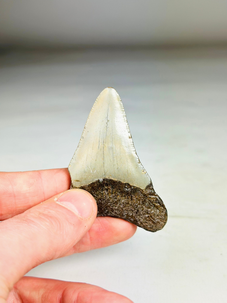 Dente di Megalodon ''Broken Shield'' (USA) - 6,5  cm
