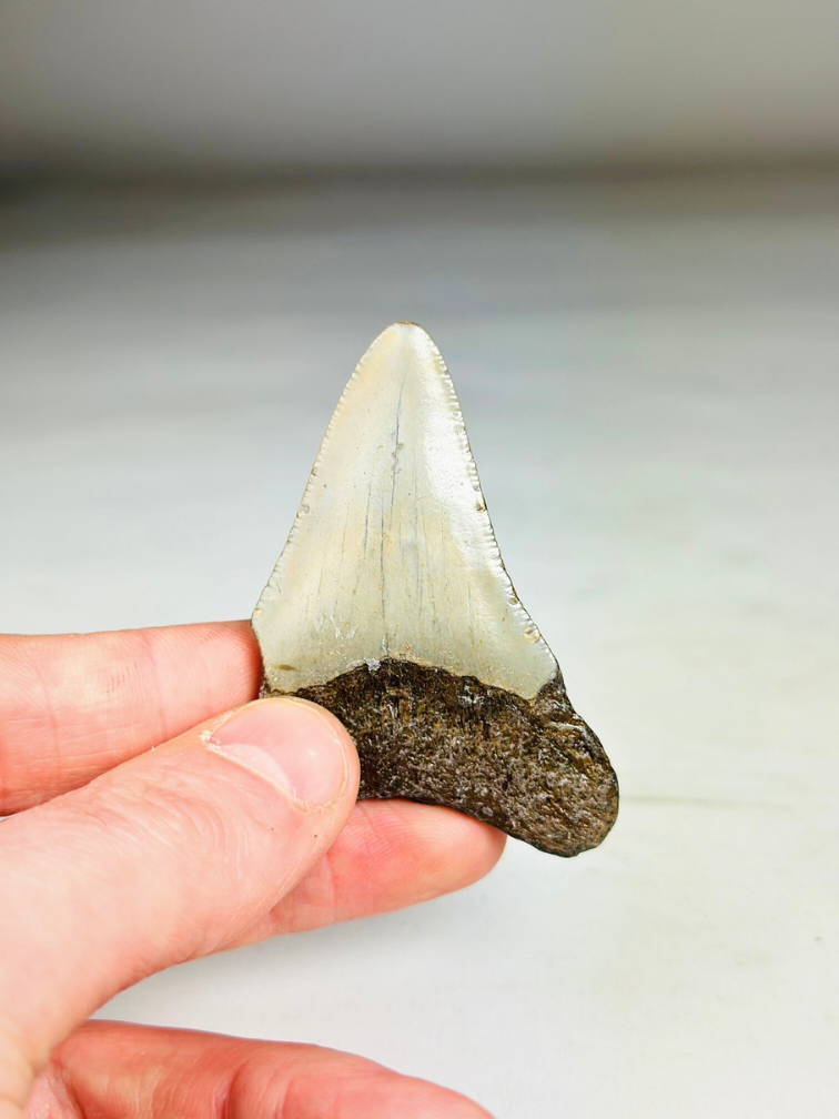 Diente de Megalodon ''Broken Shield'' (US) - 6,5  cm