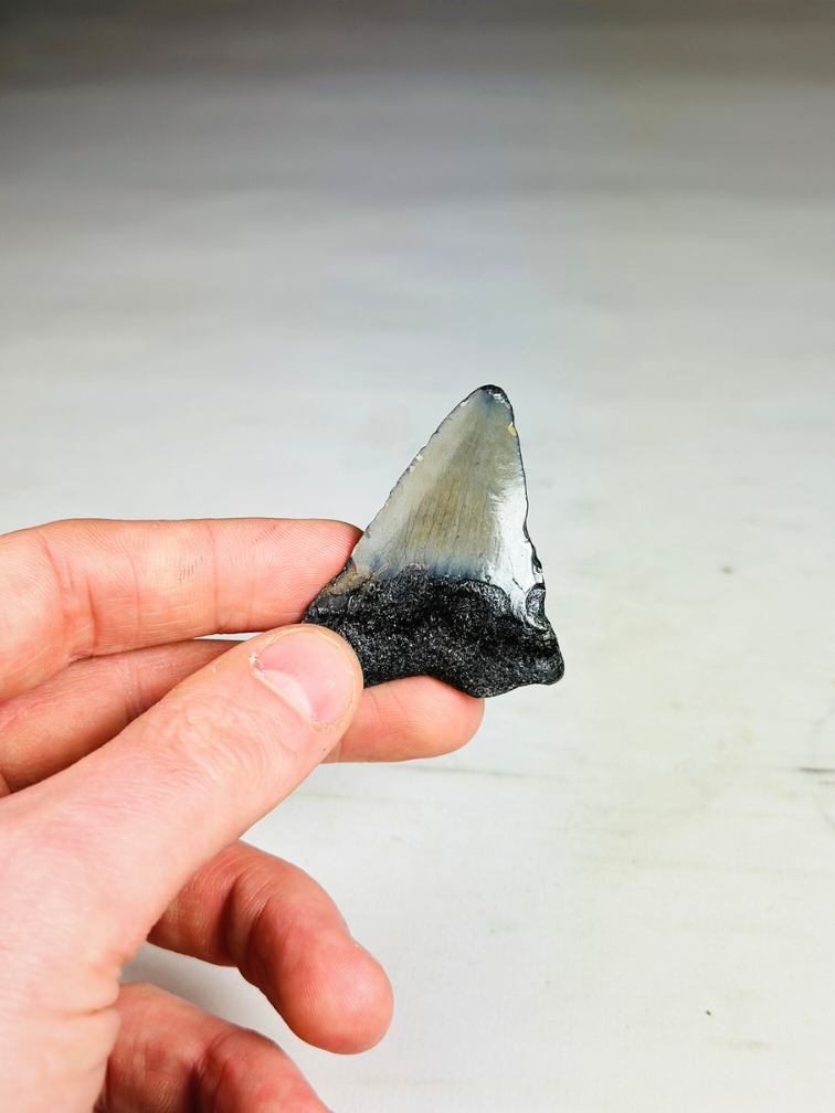 Dent de Megalodon Gris 'Phoenix Beak' (USA) - 5.5 cm (2.17 in)