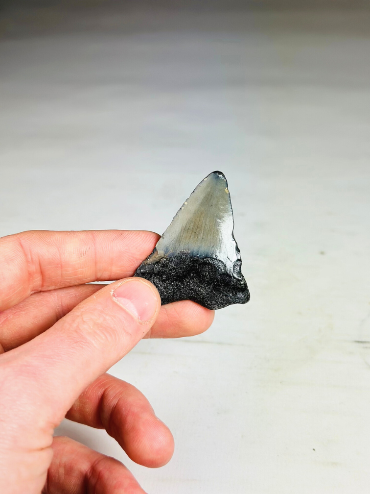 'Grey' Megalodon tooth 'Phoenix Beak' (USA) - 5.5 cm (2.17 in)