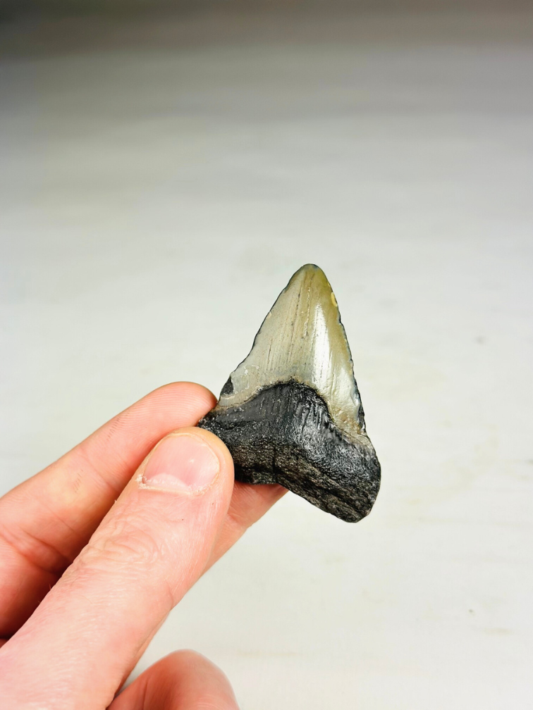 Dent de Megalodon Gris 'Phoenix Beak' (USA) - 5.5 cm (2.17 in)